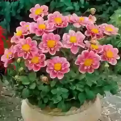 Collarette Hartenaas